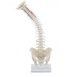 COLONNE VERTEBRALE FLEXIBLE